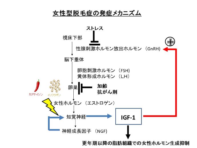 円形脱毛症　病院